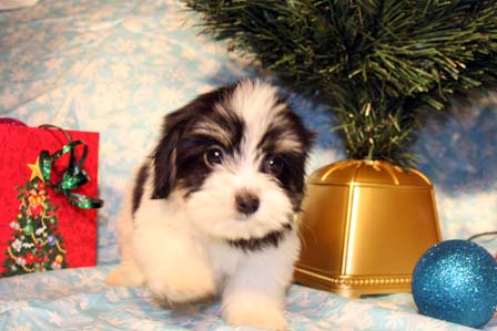 havanese-puppies
